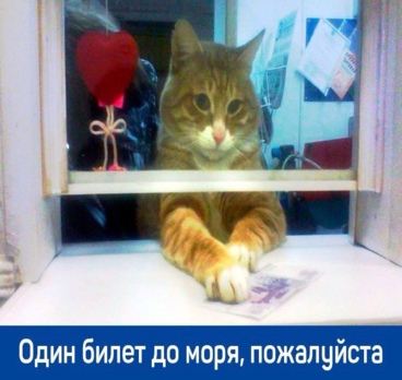 <p>В любой непонятной ситуации улетай к морю☀️<p>