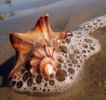 <p>Необычные ракушки 🐚<p>