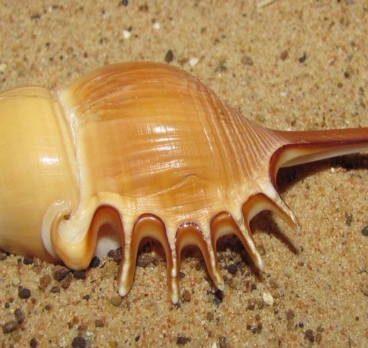 <p>Необычные ракушки 🐚<p>