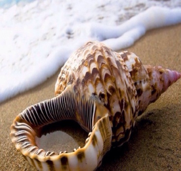 <p>Необычные ракушки 🐚<p>