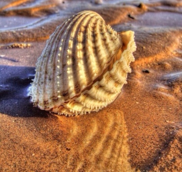 <p>Необычные ракушки 🐚<p>