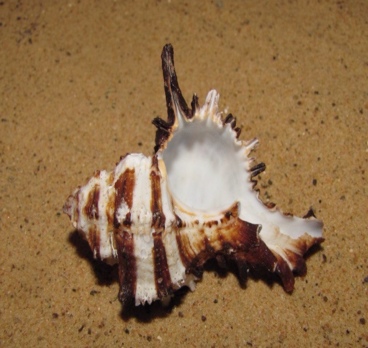 <p>Необычные ракушки 🐚<p>