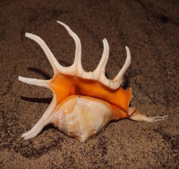 <p>Необычные ракушки 🐚<p>