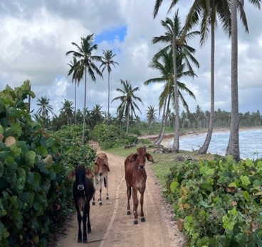 <p>Playa La Vacama República #Dominicana 😉<p>