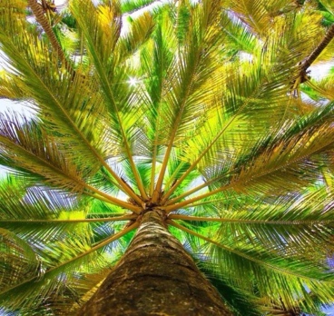 Пальмовый рай😍😍😍🌴🌴🌴