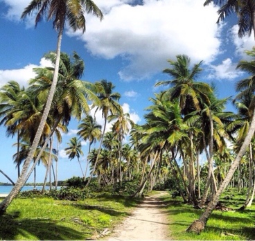 Пальмовый рай😍😍😍🌴🌴🌴