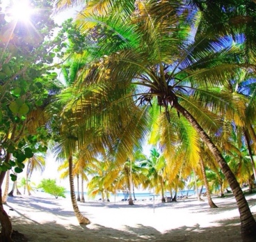 Пальмовый рай😍😍😍🌴🌴🌴