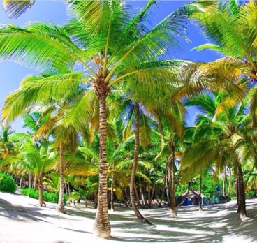 Пальмовый рай😍😍😍🌴🌴🌴