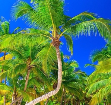 Пальмовый рай😍😍😍🌴🌴🌴