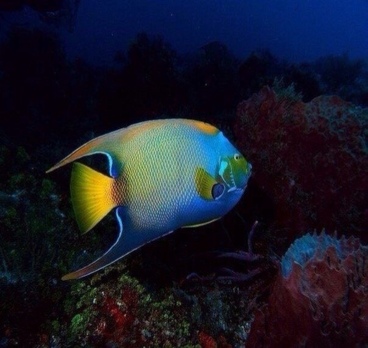 Вперед за новыми впечатлениями!
Дайвинг в Доминикане🐠🐟🐬