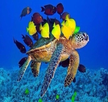 Вперед за новыми впечатлениями!
Дайвинг в Доминикане🐠🐟🐬