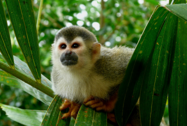 Monkey Land 