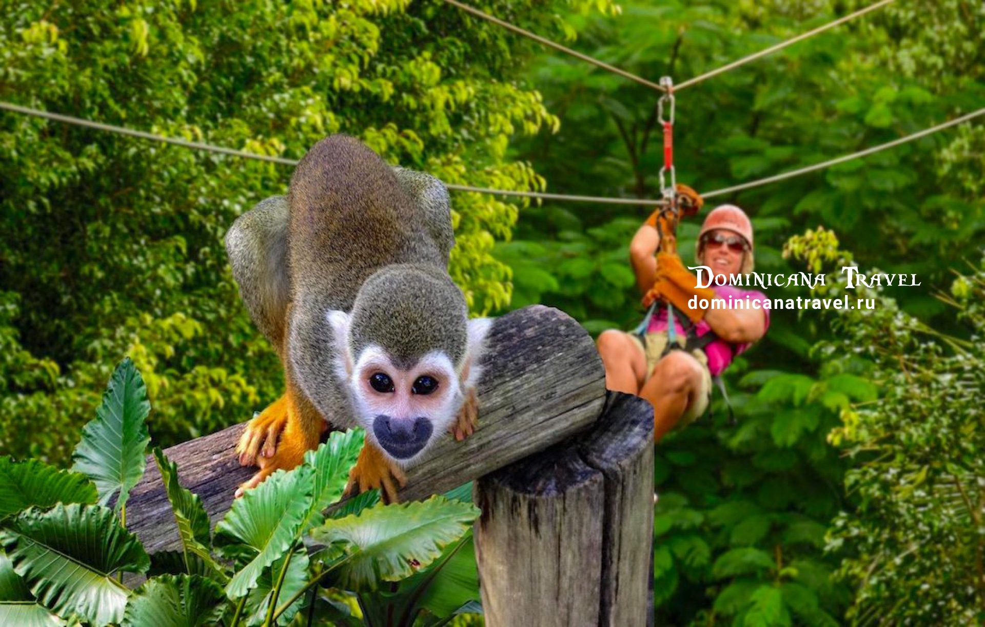 Monkey Land 