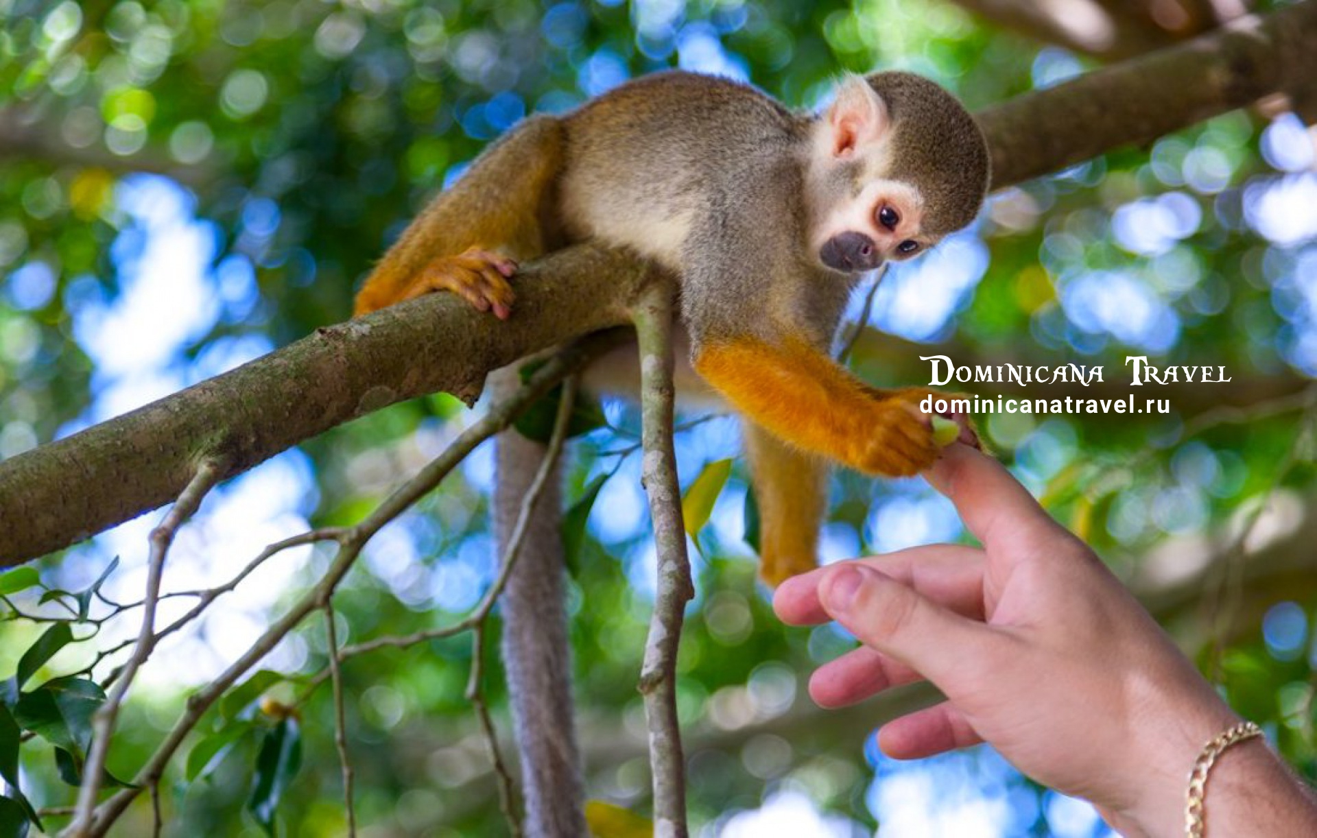 Monkey Land 