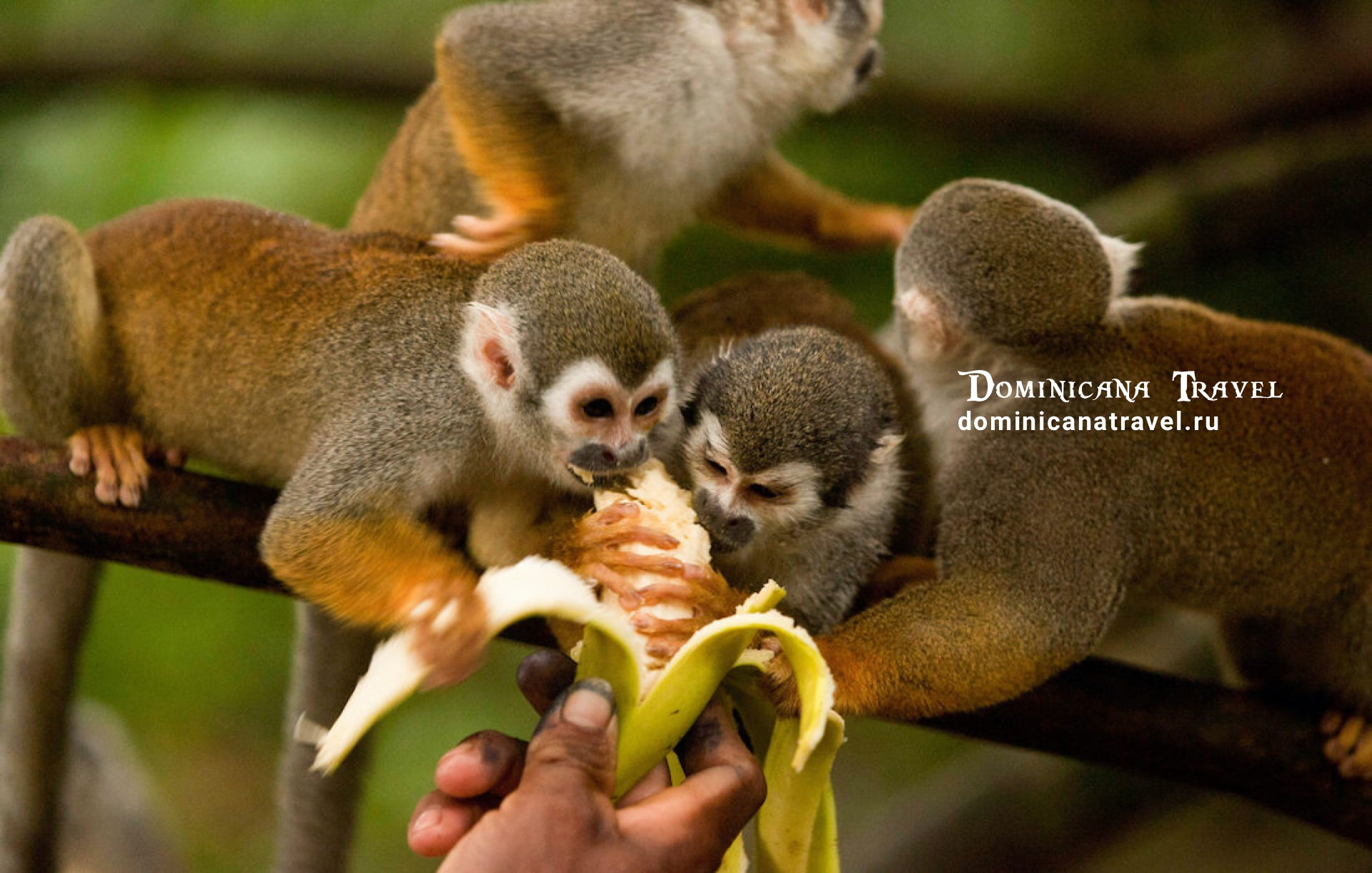 Monkey Land 