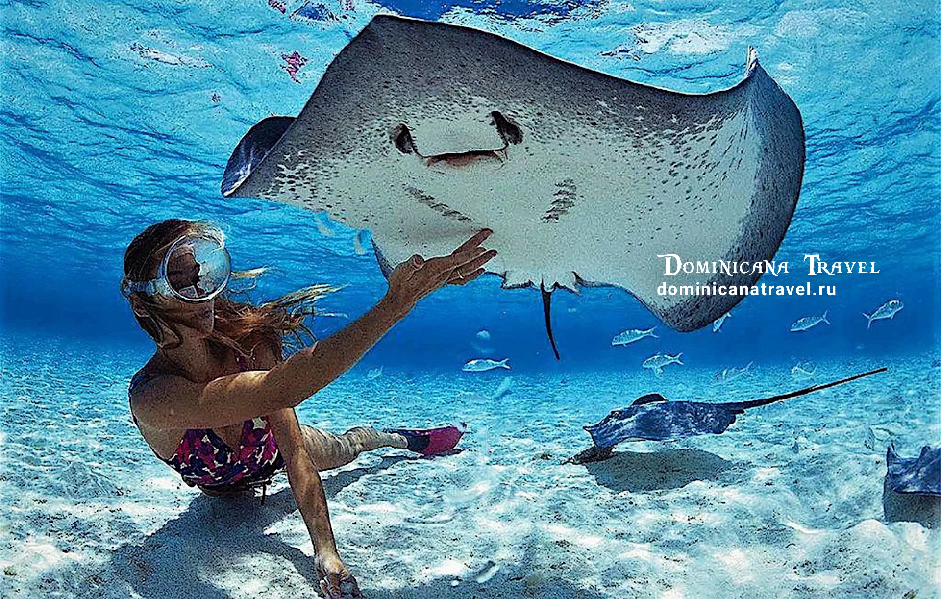 Плавание с акулами, скатами и морскими котиками – фото 1