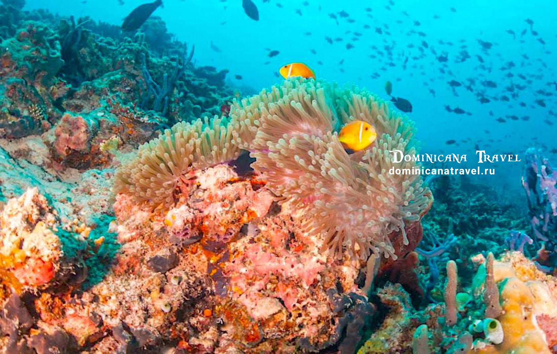 Scuba Doo – фото 1